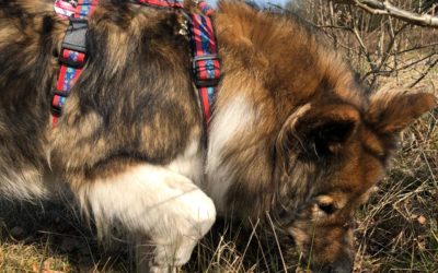 Ostergruß von Schulhund Frida