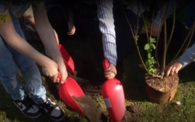 Salweidenpflanzung mit der Loki-Schmidt-Stiftung