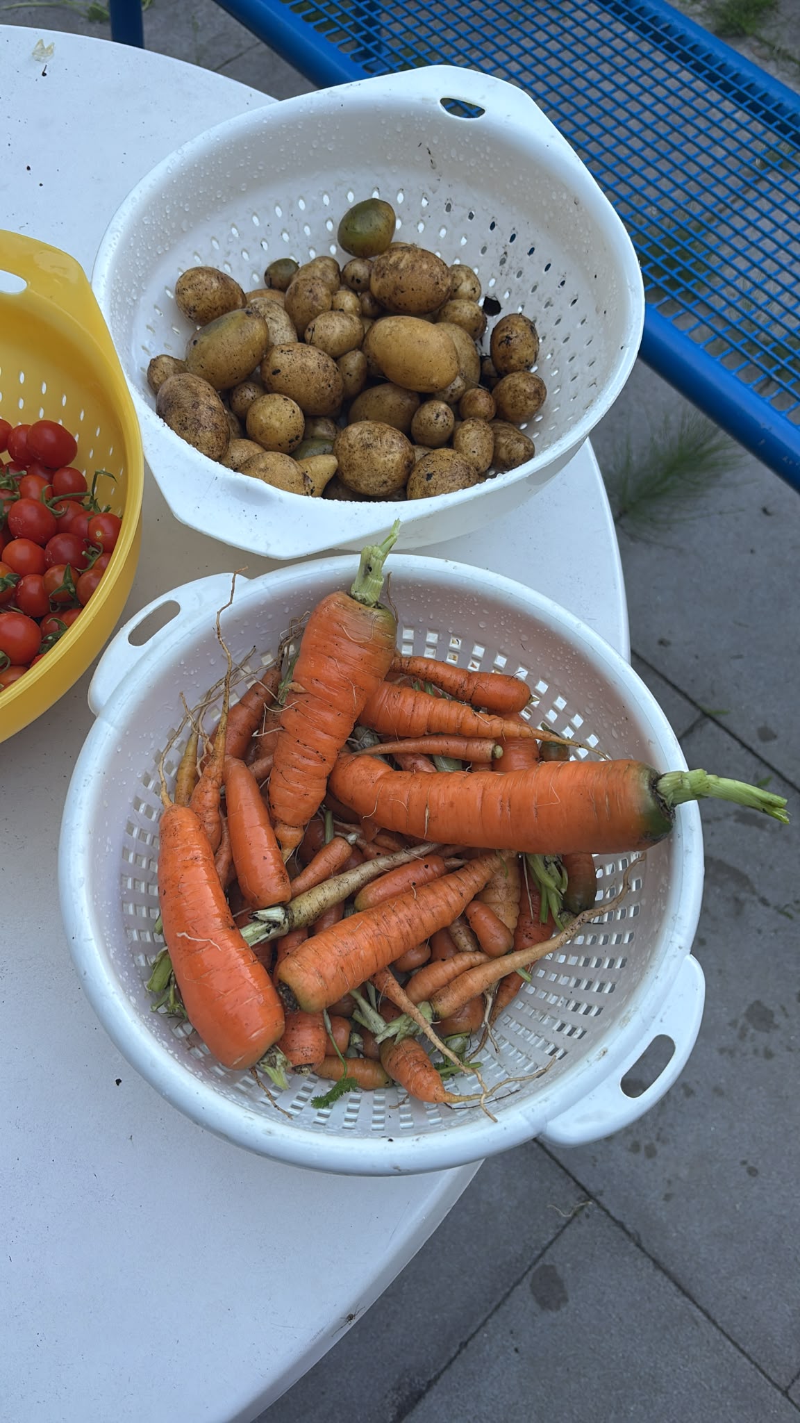Ein buntes Gartenjahr